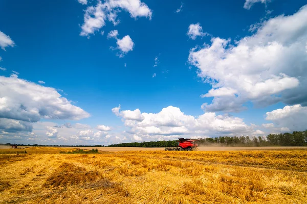 Campo de trigo dorado y cielo azul, paisaje de cultivos de grano agrícola en temporada de cosecha, enfoque selectivo con combinar en la distancia . —  Fotos de Stock