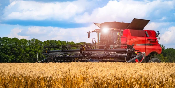 Red grain harvesting combine in a sunny day. Yellow field with g