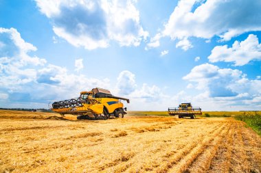 birleştirme hasat alanında buğday toplama üzerinde çalışan.
