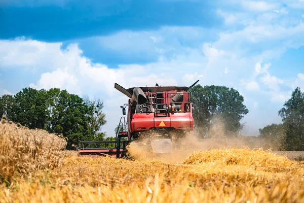 Combine la cosechadora en el trabajo cosechando un campo de trigo. Cosecha de cultivos maduros de los campos . —  Fotos de Stock
