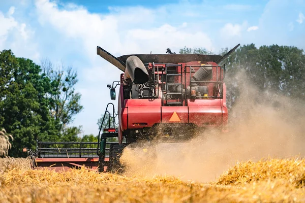 Raccoglitore. Raccolta. Grani di punta dorati. Cereali di grano. Campo di frumento . — Foto Stock