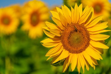 Ayçiçeği alanında arka plan mavi gökyüzünün yazında büyümek. Yakın çekim