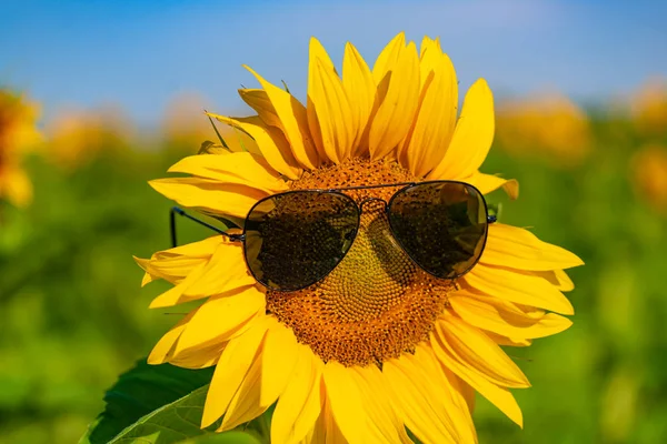 Slunečnice s emotikony na přírodní zelené pozadí — Stock fotografie