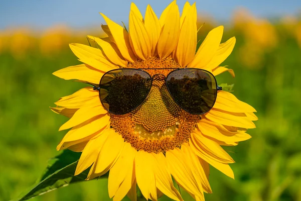Slunečnice s úsměvem. Emoce na slunečnice. líbí a úsměv slunečnice — Stock fotografie