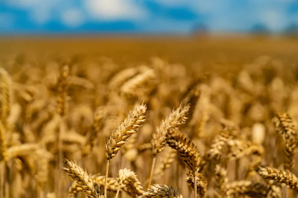 Trigo en la granja. Espigas maduras de trigo en el campo —  Fotos de Stock