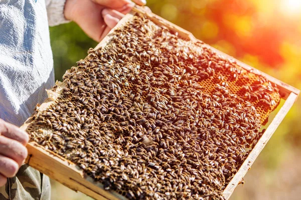 Mains de l'homme montre un cadre en bois avec nid d'abeilles sur le dos — Photo