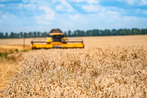 Combine la cosechadora cosechando trigo en el soleado día de verano. Tiempo de cosecha. Sector agrícola —  Fotos de Stock