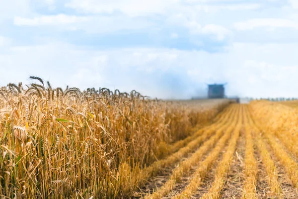 Cosechadora combinar la cosecha de trigo en el campo agrícola en el soleado día de verano . —  Fotos de Stock