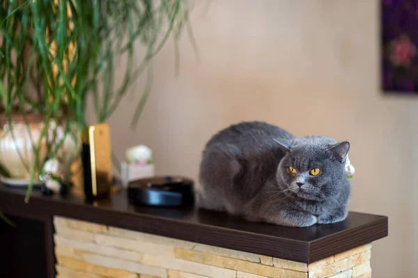 Korthaar grijze kat, zittend op houten platform op wazige achtergrond. Een foto. Begrip huisdieren — Stockfoto