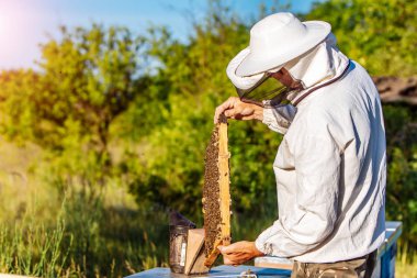 Arıcı apiary üzerinde arı lar ve arı kovanları ile çalışıyor. Arı kovanının çerçeveleri. Apiary kavramı