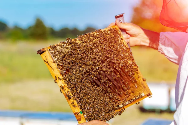 Apiarista Está Trabajando Colmenar Marcos Una Colmena Abejas Apicultura — Foto de Stock