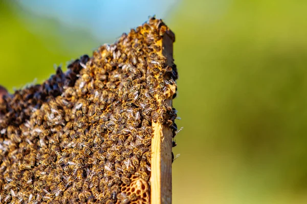 Рабочие Пчелы Сотах Рамки Пчелиного Улья Апикультура — стоковое фото