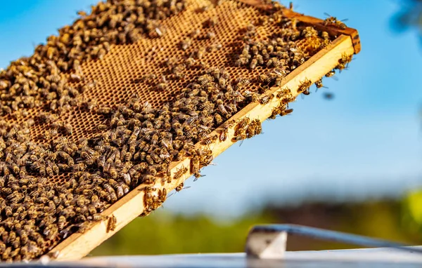 Des Abeilles Nid Abeille Cadres Une Ruche Apiculture — Photo