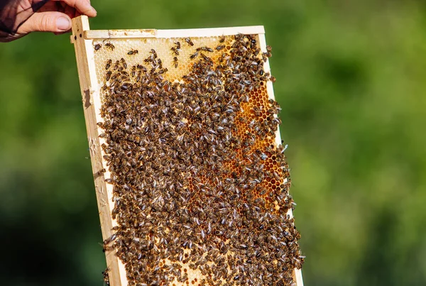 Çalışma Arılar Petek Üzerinde Çerçeveler Bir Arı Kovanı Apiculture — Stok fotoğraf