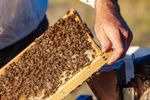 Apiarist Sta Lavorando Nel Suo Apiario Cornici Alveare Apicoltura — Foto Stock