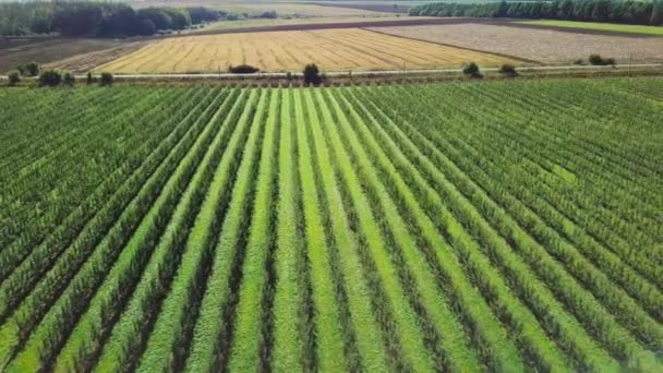 Filas Manzanos Están Creciendo Una Gran Área Campo Verano Para — Vídeo de stock