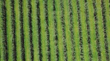 Meyve suyu üretimi için ekilen elma ağaçları yazın tarlanın yeşil arka planında yetişiyor. Hava görüntüsü. Kamera hareketi yukarı