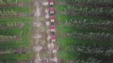 Elma römorklu bir traktör yazın iki tarafında bir elma bahçesiyle yol boyunca gidiyor..