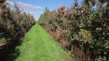 Elma ağaçları yazın bahçede olgunlaşıyorlar. Genç bir bahçe oluşumu. Kameranın sağa hareketi