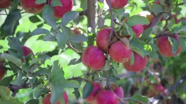 Yazın bahçedeki bir elma ağacının dallarına kırmızı meyveler asılıyor. Elma bahçesi