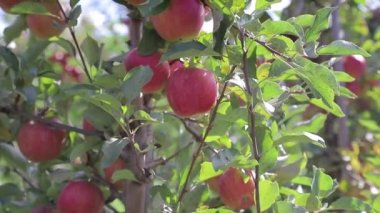 Kırmızı elmalar yazın bahçedeki ağaçların dallarında olgunlaşıyor. Bahçıvanlık