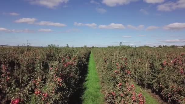 Rote Äpfel Reifen Apfelbäumen Die Reihenweise Auf Dem Feld Zum — Stockvideo