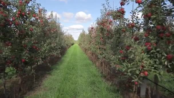 Létě Stromech Zahradě Dozrávají Červená Jablka Cesta Mezi Řadami Jablek — Stock video