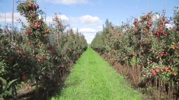 リンゴの木は2列の木の間を通る道を背景に夏に畑で成長しています カメラの動きに戻る — ストック動画