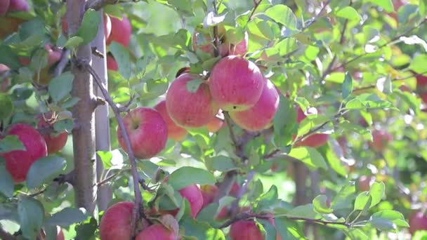 vörös alma érik a fák ágain a kertben, meleg időben nyáron. Kertészkedés
