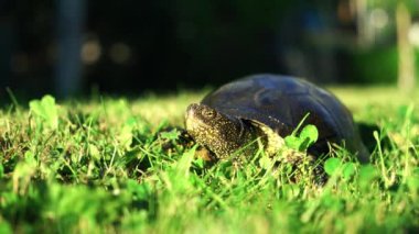 Büyük bir kaplumbağa yazın bölgeyi inceliyor ve çimlerin üzerinde sürünüyor. Yakın plan.