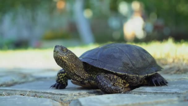 Vuxen Sköldpadda Gul Och Svart Färg Passerar Till Gräs Genom — Stockvideo
