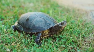 Yazın parktaki yolda sarı ve siyah renkli dekoratif bir kaplumbağa sürünüyor. Yakın plan.