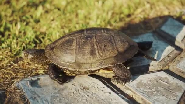 Grote Schildpad Loopt Weg Van Straatstenen Naar Groene Weide Zomer — Stockvideo