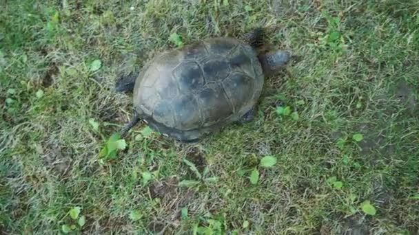 Sköldpadda Med Svans Kryper Gräset Gräsmattan Sommaren Gården Närbild — Stockvideo