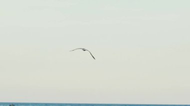 Kocaman kanatlı yetişkin martı yazın gri bir gökyüzünün arka planında ılık bir havada denizin üzerinde uçuyor. Deniz manzarası harika. Yavaş çekim