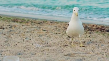 Yetişkin martı kıyı boyunca yürüyor ve deniz dalgalarının arkasındaki kumdan bir şeyler yiyor. Yavaş çekim