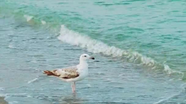 Racek Bělavý Kráčí Podél Pobřeží Pije Vodu Pozadí Mořských Vln — Stock video