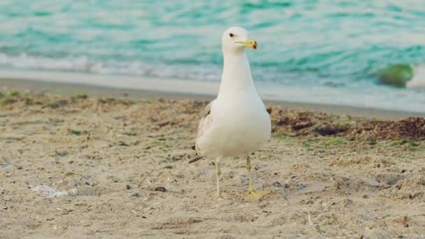 Sea Gull White Color Gray Wings Looks Straight Ahead Goes — Stock Video