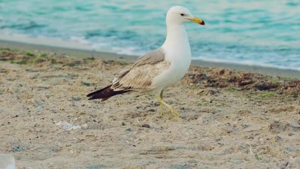 在夏天 成年海鸥正沿着海岸行走 并在海的背景上赶走另一只海鸥 慢动作 — 图库视频影像