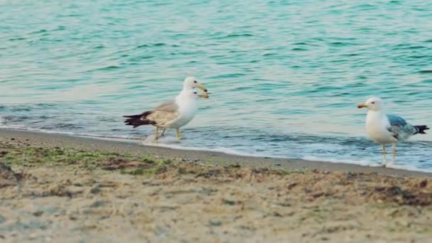 Sommaren Går Fyra Vuxna Måsar Vattnet Längs Havsstranden Och Dricker — Stockvideo