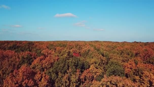 阳光灿烂的秋天森林的景观 空中风景 镜头前的动议 — 图库视频影像
