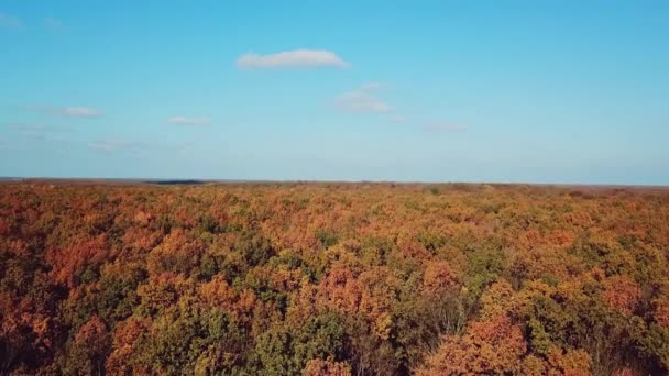 Landschap Van Het Herfstbos Een Zonnige Dag Luchtfoto Camera Voorwaarts — Stockvideo