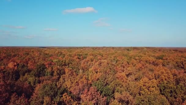 Paesaggio Legno Autunnale Una Giornata Sole Vista Aerea Fotocamera Movimento — Video Stock