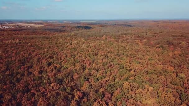 Árvores Amareladas Vista Aérea Floresta Paisagem Maravilhosa Outono Movimento Câmera — Vídeo de Stock