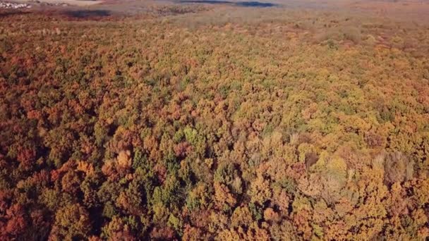 鸟瞰着五彩斑斓的森林树荫 秋天的风景摄影机移开 — 图库视频影像