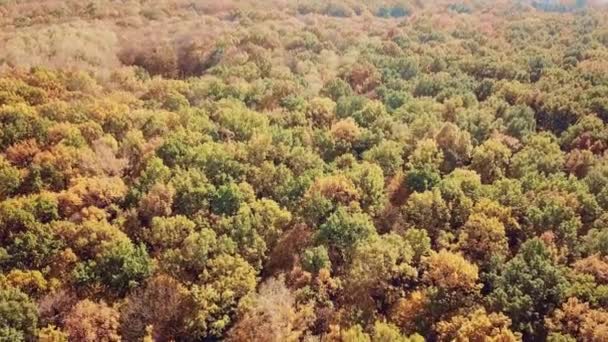 Utsikt Över Höstparken Bakgrunden Staden Flygfoto Kamerarörelse Nere — Stockvideo