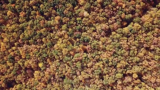 空中から見た森の黄色の木々の風景 カメラの動き — ストック動画