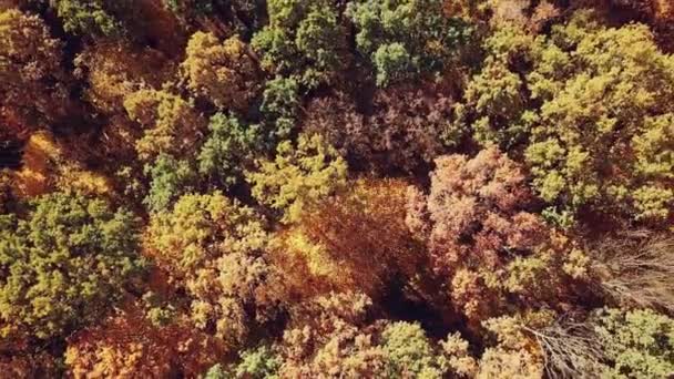 beau paysage sur une forêt d'automne multicolore. Vue aérienne. Mouvement de caméra vers le haut 