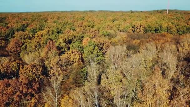 Autumn Wood Landscape Aerial View Wonderful Nature Camera Motion Right — Stock Video