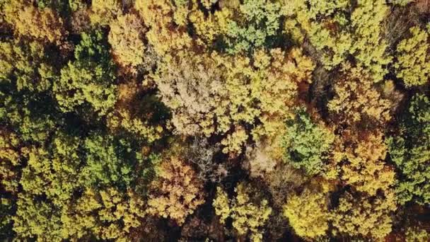 Sonbahar Ormanlarındaki Ağaçların Tepelerini Tepeden Görmek Kamera Hareketi Yukarı Hava — Stok video